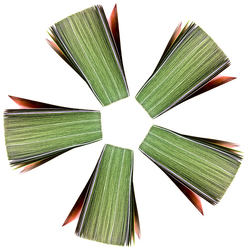 Buchblume 