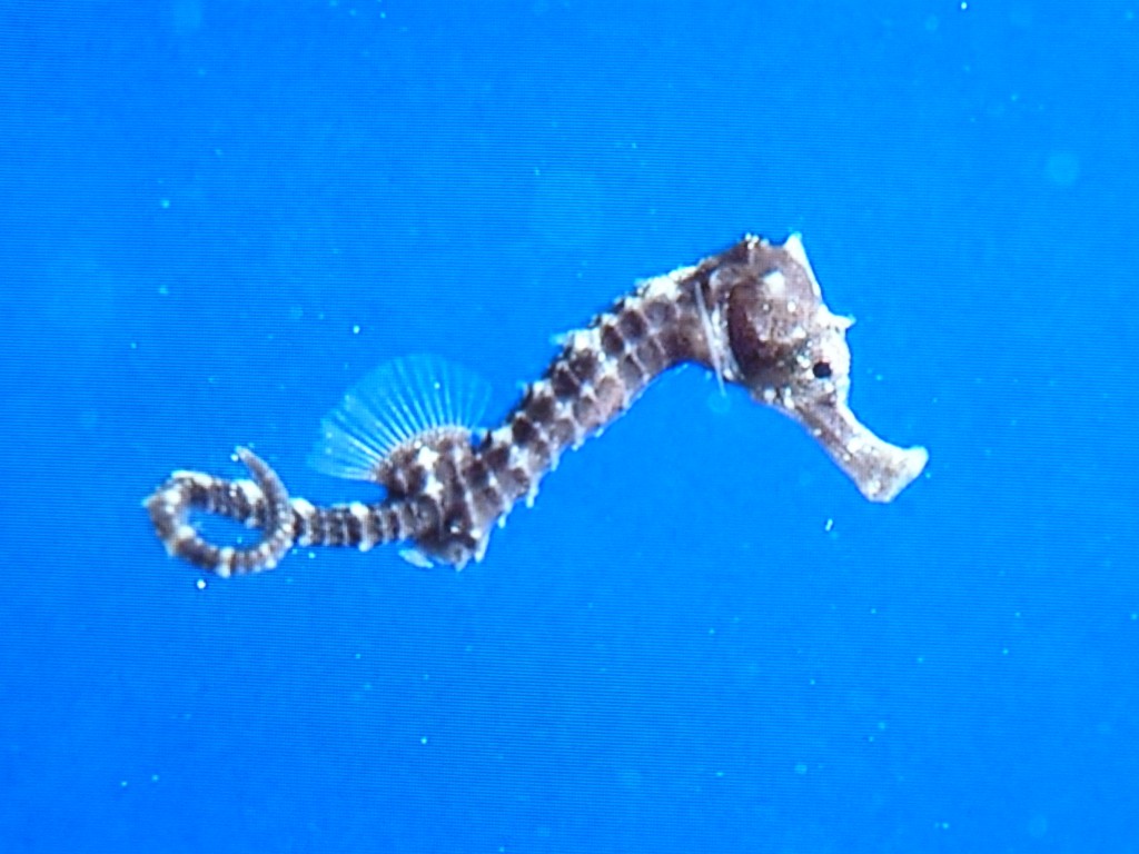 P1010654