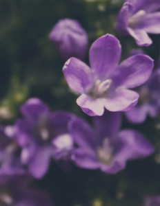 IMG_2527ps